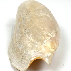 Jūrinės sraigės Cymbium glans kriauklė 9×16,5×5,5 cm