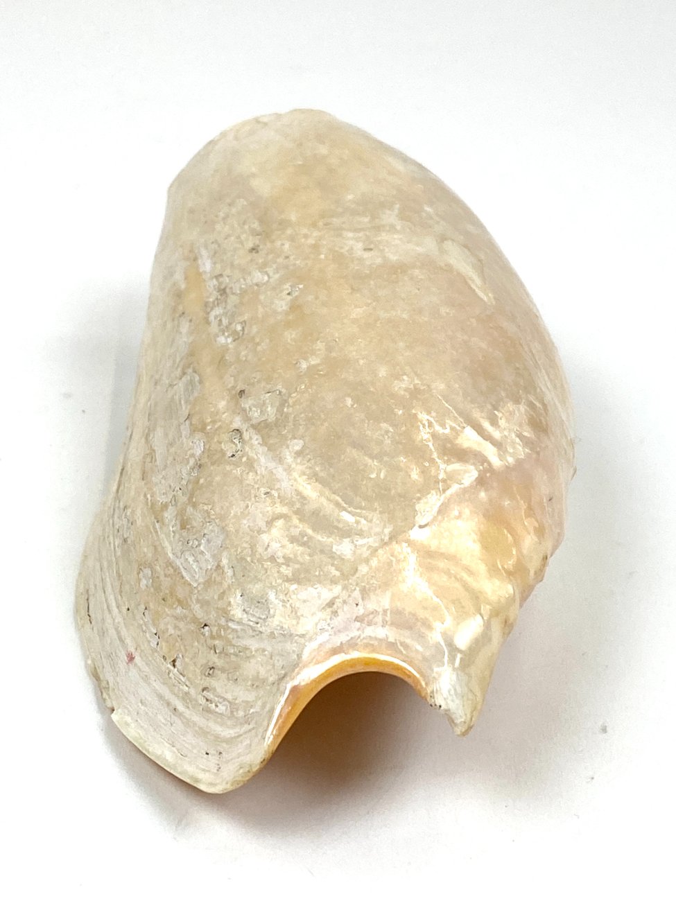 CK0045-gamtos-objektai-3 Jūrinės sraigės Cymbium glans kriauklė 9×16,5×5,5 cm