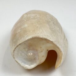 Jūrinės sraigės Cymbium glans kriauklė 9×16,5×5,5 cm