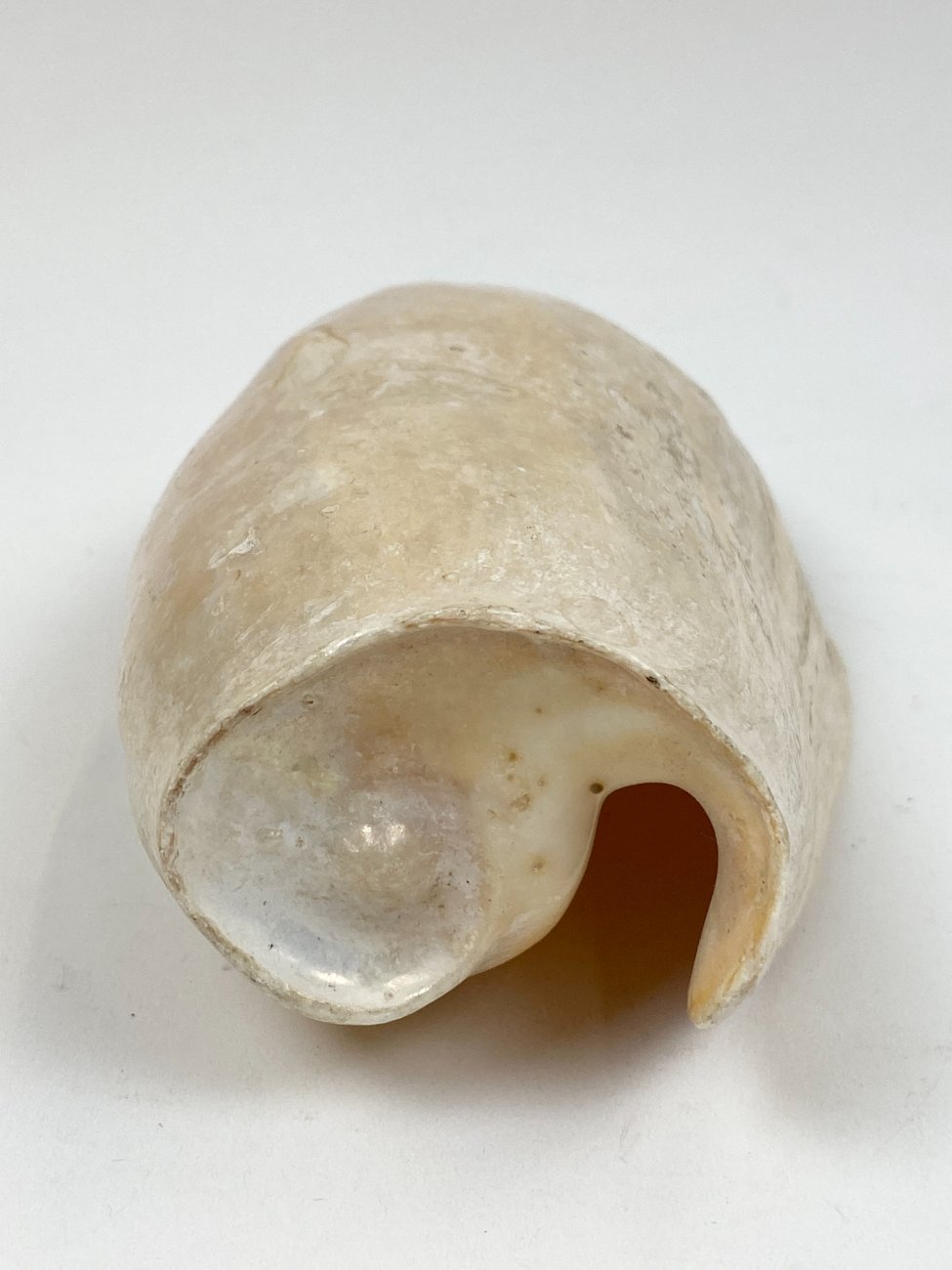 CK0045-gamtos-objektai-4 Jūrinės sraigės Cymbium glans kriauklė 9×16,5×5,5 cm