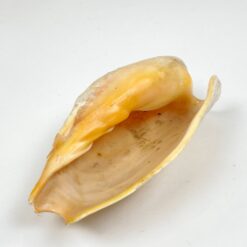 Jūrinės sraigės Cymbium glans kriauklė 9×16,5×5,5 cm