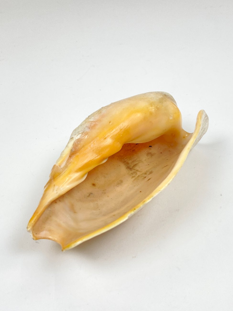 CK0045-gamtos-objektai-5 Jūrinės sraigės Cymbium glans kriauklė 9×16,5×5,5 cm