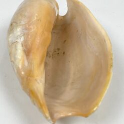 Jūrinės sraigės Cymbium glans kriauklė 9×16,5×5,5 cm