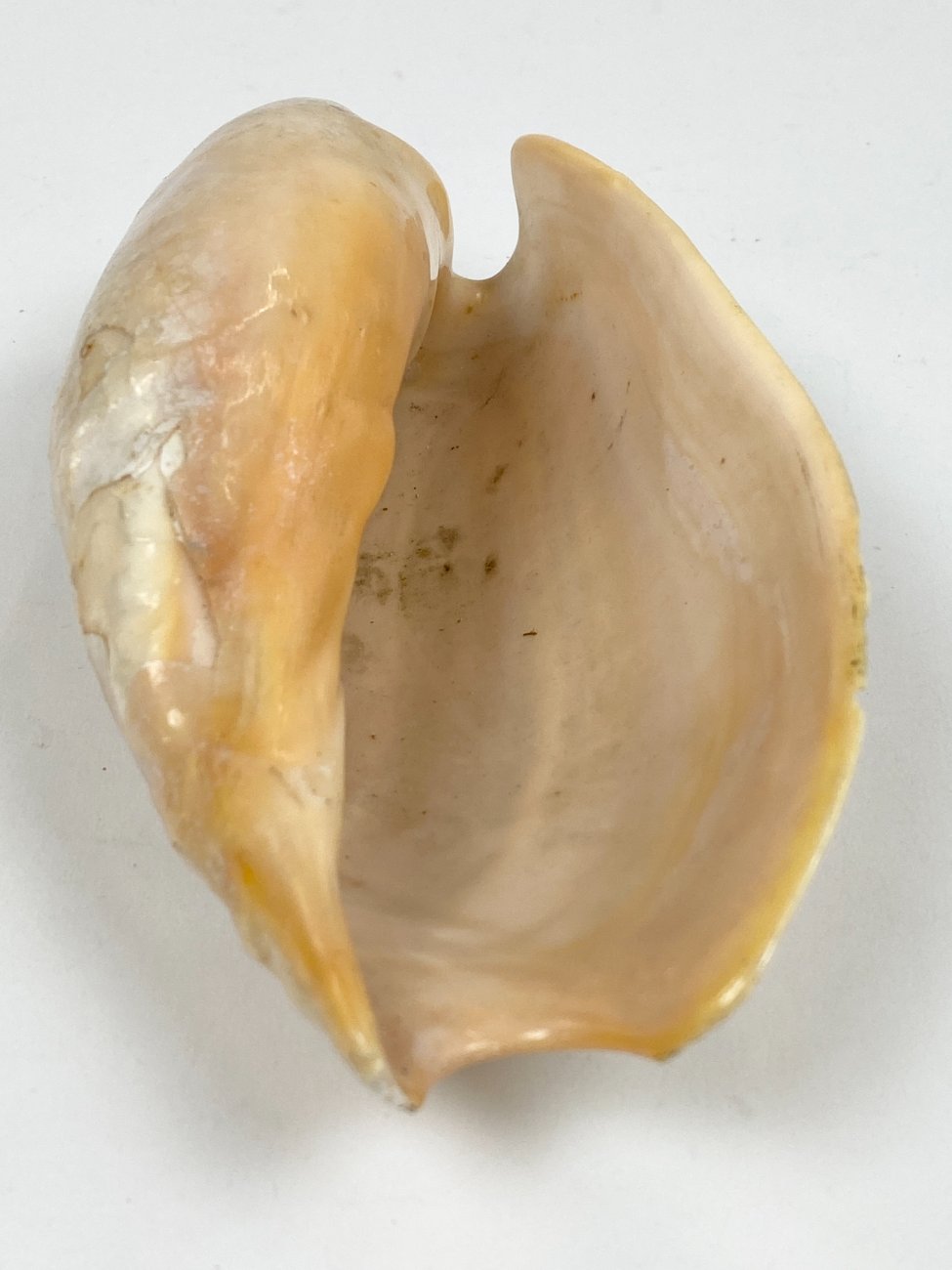 CK0045-gamtos-objektai-6 Jūrinės sraigės Cymbium glans kriauklė 9×16,5×5,5 cm