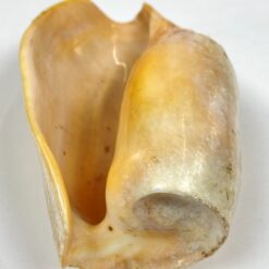 Jūrinės sraigės Cymbium glans kriauklė 9×16,5×5,5 cm
