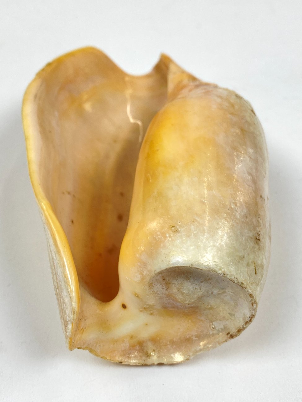 CK0045-gamtos-objektai-7 Jūrinės sraigės Cymbium glans kriauklė 9×16,5×5,5 cm