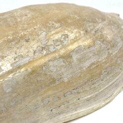 Jūrinės sraigės Cymbium glans kriauklė 9×16,5×5,5 cm