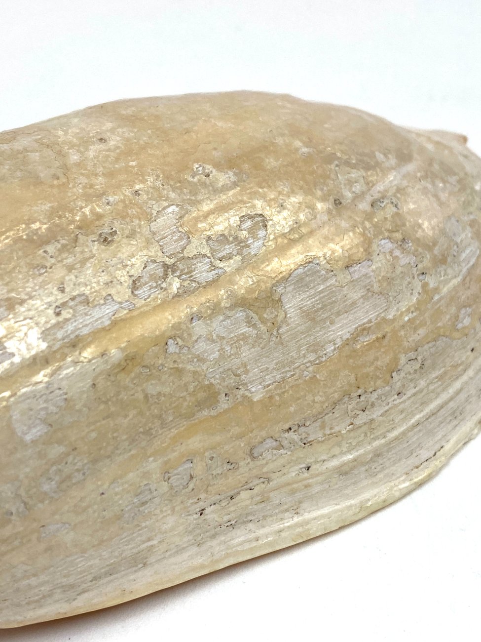 CK0045-gamtos-objektai-8 Jūrinės sraigės Cymbium glans kriauklė 9×16,5×5,5 cm