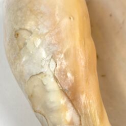 Jūrinės sraigės Cymbium glans kriauklė 9×16,5×5,5 cm