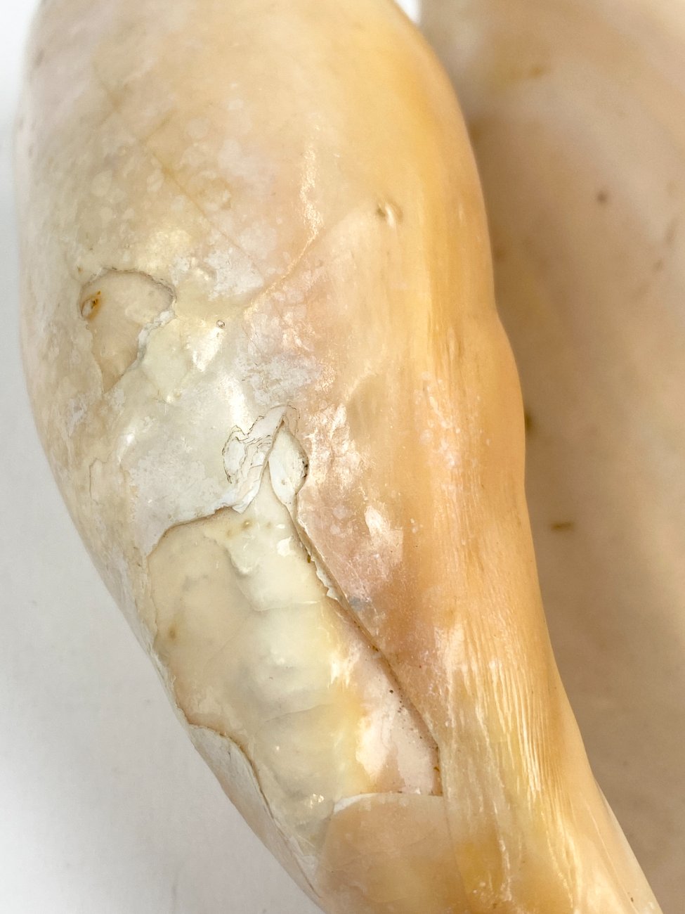 CK0045-gamtos-objektai-9 Jūrinės sraigės Cymbium glans kriauklė 9×16,5×5,5 cm