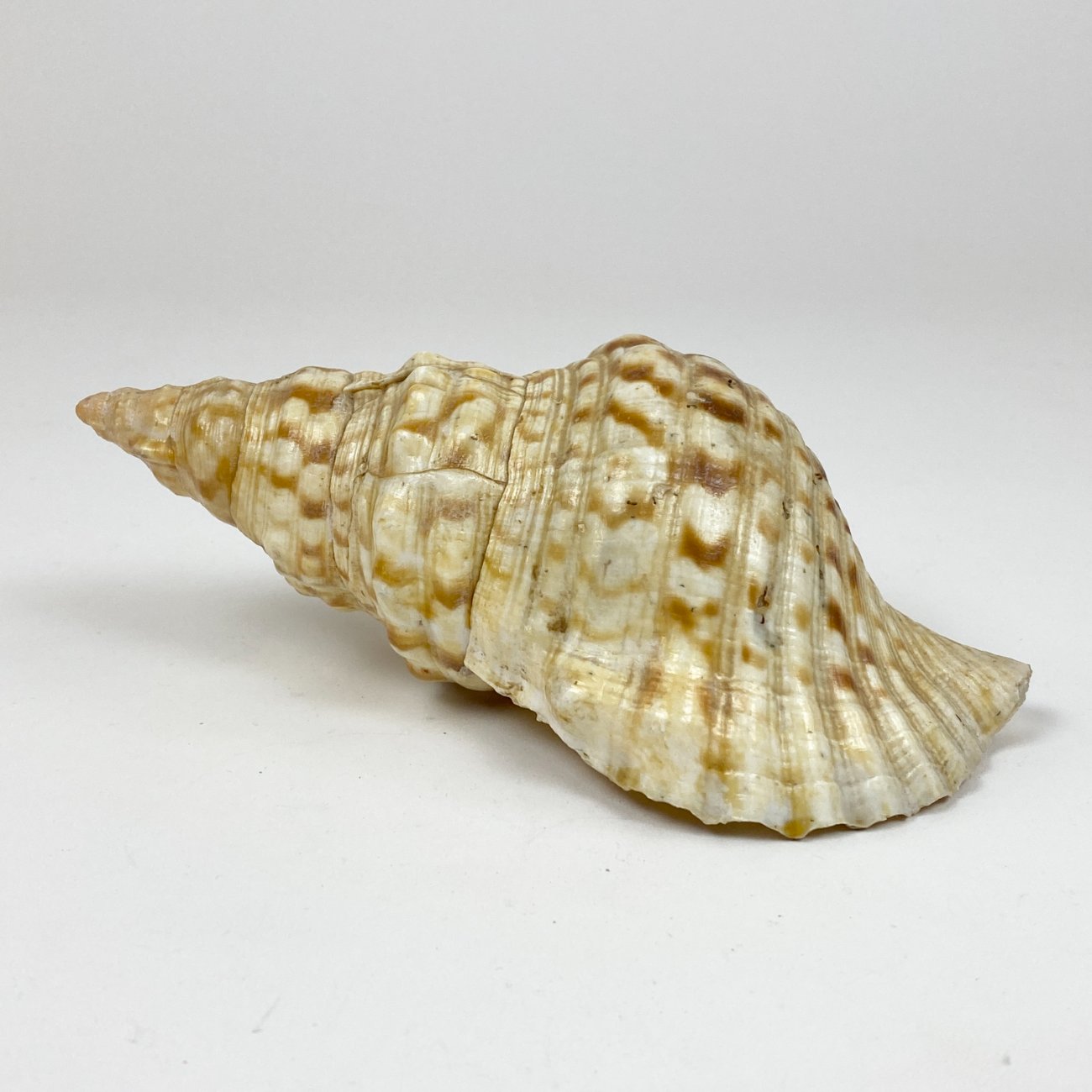 CK0046-gamtos-objektai-0 Jūrinės sraigės Charonia tritonis kriauklė 11x20x8 cm