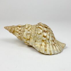Jūrinės sraigės Charonia tritonis kriauklė 11x20x8 cm
