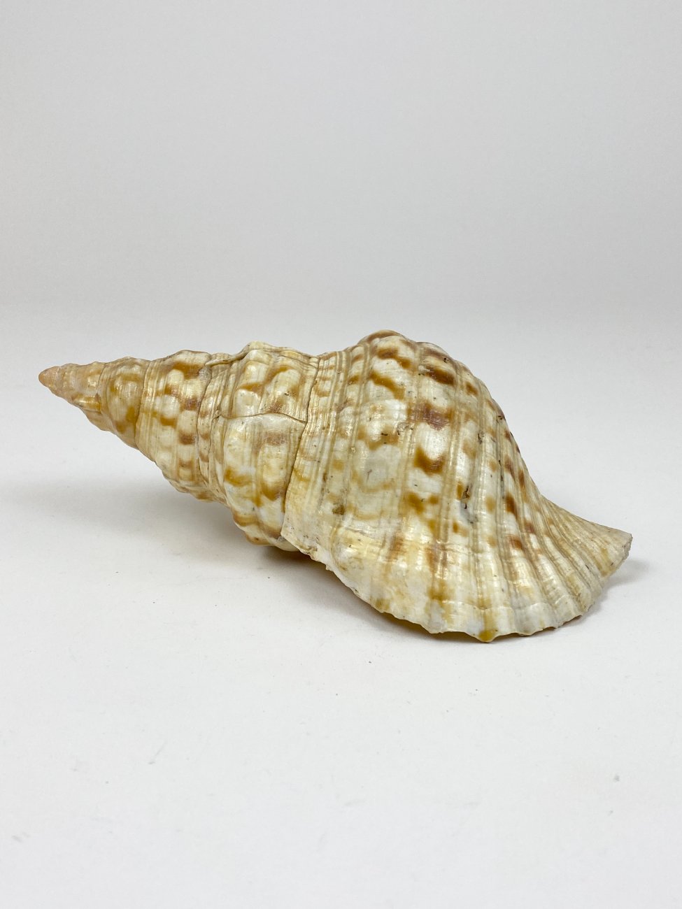 CK0046-gamtos-objektai-1 Jūrinės sraigės Charonia tritonis kriauklė 11x20x8 cm