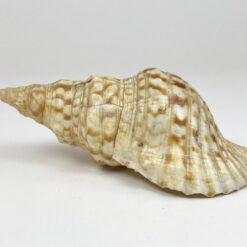 Jūrinės sraigės Charonia tritonis kriauklė 11x20x8 cm
