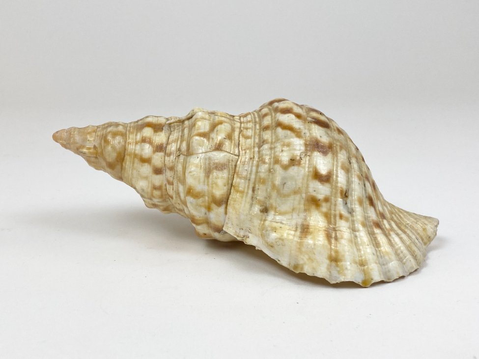 CK0046-gamtos-objektai-2 Jūrinės sraigės Charonia tritonis kriauklė 11x20x8 cm