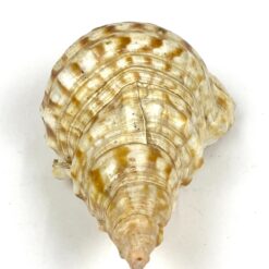 Jūrinės sraigės Charonia tritonis kriauklė 11x20x8 cm