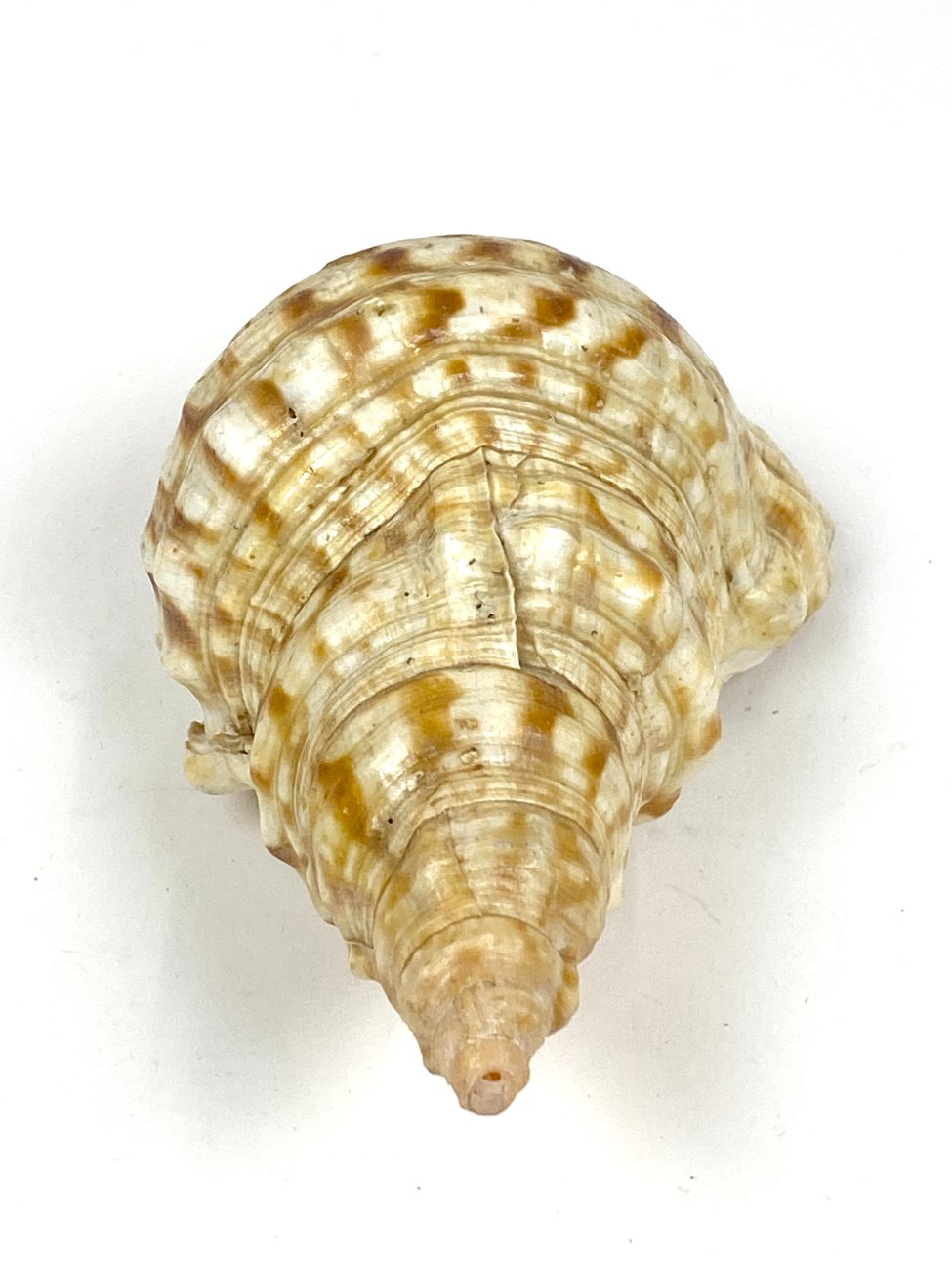 CK0046-gamtos-objektai-3 Jūrinės sraigės Charonia tritonis kriauklė 11x20x8 cm