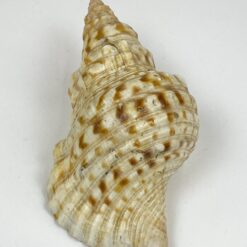 Jūrinės sraigės Charonia tritonis kriauklė 11x20x8 cm