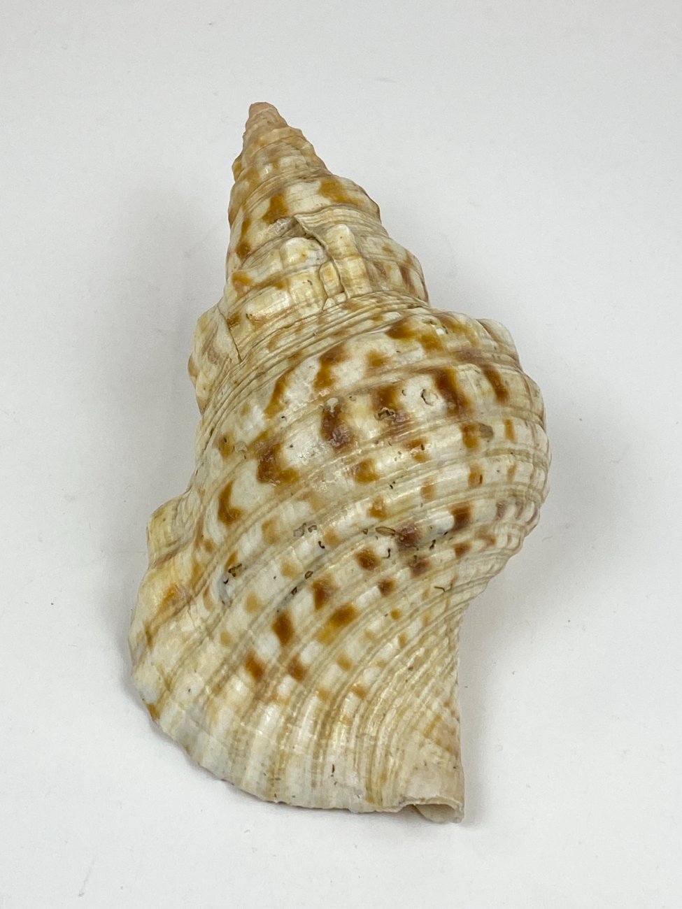 CK0046-gamtos-objektai-4 Jūrinės sraigės Charonia tritonis kriauklė 11x20x8 cm