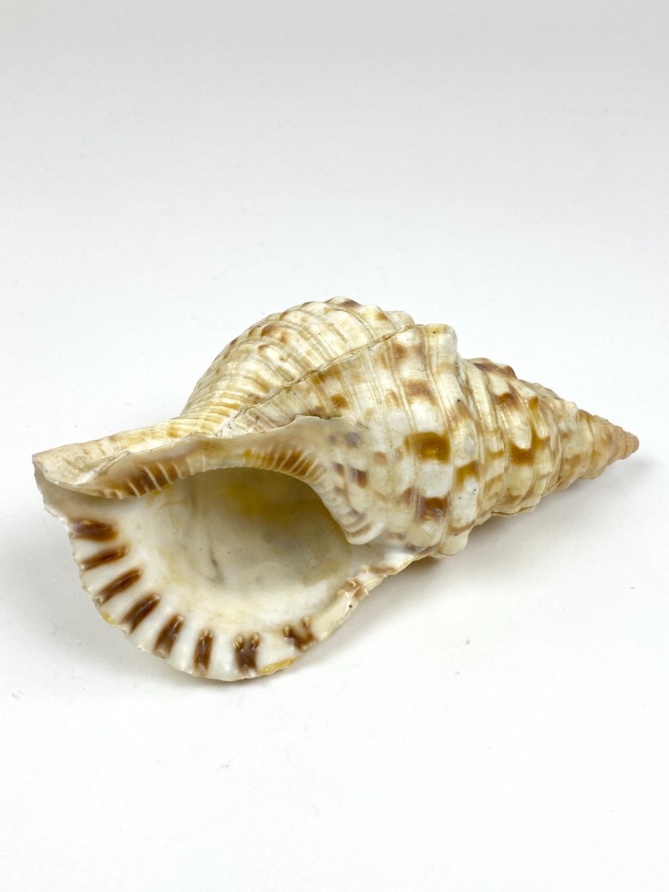 CK0046-gamtos-objektai-5 Jūrinės sraigės Charonia tritonis kriauklė 11x20x8 cm