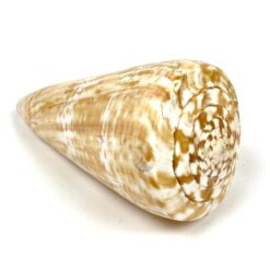 Kūgenio kriauklė 8x16x8 cm