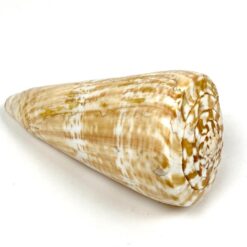 Kūgenio kriauklė 8x16x8 cm