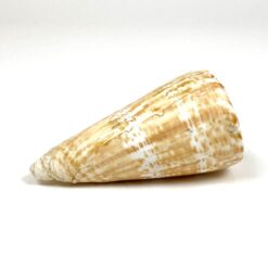 Kūgenio kriauklė 8x16x8 cm