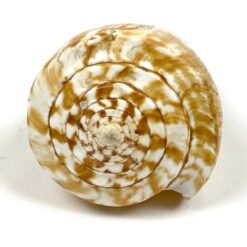 Kūgenio kriauklė 8x16x8 cm