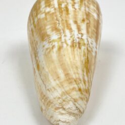 Kūgenio kriauklė 8x16x8 cm