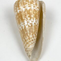 Kūgenio kriauklė 8x16x8 cm