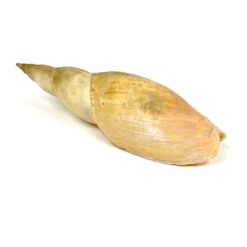 Jūrinės sraigės kriauklė 6×18,5×5 cm