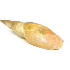 Jūrinės sraigės kriauklė 6×18,5×5 cm