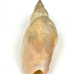 Jūrinės sraigės kriauklė 6×18,5×5 cm