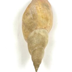 Jūrinės sraigės kriauklė 6×18,5×5 cm