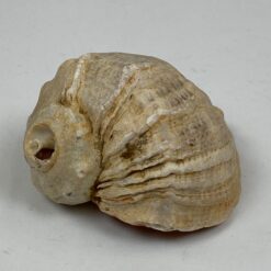 Jūrinės sraigės Rapana venosa kriauklė 8×9,5×6 cm