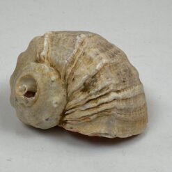 Jūrinės sraigės Rapana venosa kriauklė 8×9,5×6 cm