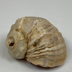 Jūrinės sraigės Rapana venosa kriauklė 8×9,5×6 cm