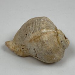 Jūrinės sraigės Rapana venosa kriauklė 8×9,5×6 cm