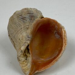 Jūrinės sraigės Rapana venosa kriauklė 8×9,5×6 cm