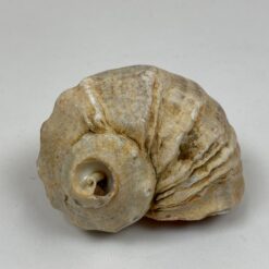 Jūrinės sraigės Rapana venosa kriauklė 8×9,5×6 cm