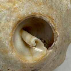 Jūrinės sraigės Rapana venosa kriauklė 8×9,5×6 cm