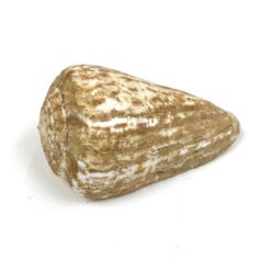 Kūgenio kriauklė 5,5x10x5 cm