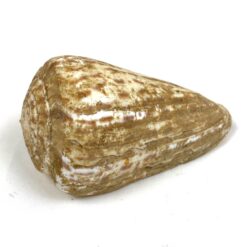 Kūgenio kriauklė 5,5x10x5 cm