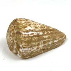 Kūgenio kriauklė 5,5x10x5 cm