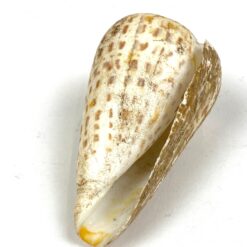 Kūgenio kriauklė 5,5x10x5 cm