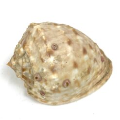 Jūrinės sraigės kriauklė 7,5x11x6,5 cm