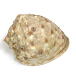 Jūrinės sraigės kriauklė 7,5x11x6,5 cm