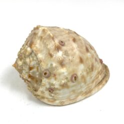 Jūrinės sraigės kriauklė 7,5x11x6,5 cm