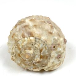 Jūrinės sraigės kriauklė 7,5x11x6,5 cm