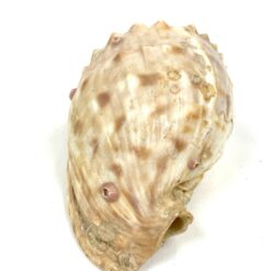 Jūrinės sraigės kriauklė 7,5x11x6,5 cm